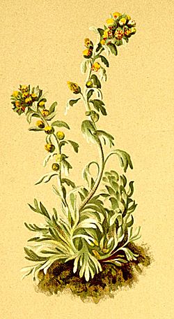 Ici l'espèce Artemisia genipi