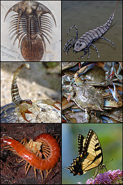  Exemples d'arthropodes :Trilobite, Stylonurus, scorpion, crabe, chilopode et papillon.