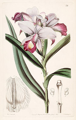  Arundina graminifolia  