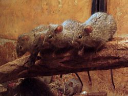Rats roussards du Nil (Arvicanthis niloticus)