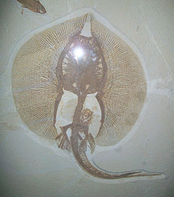 Holotype d’Asterotrygon maloneyi