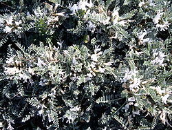  Astragalus tragacantha