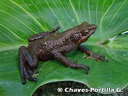  Atelopus nahumae