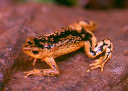  Atelopus patazensis