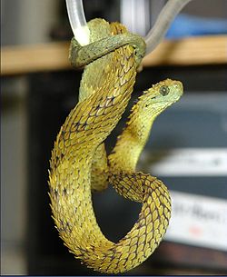  Atheris hispida