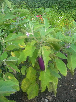  Solanum melongena