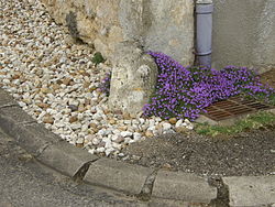  Tapis d'Aubrieta sur un tour de volet, dans les environs de Damvillers