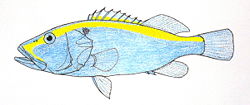  Aulacocephalus temminckii