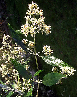  Buddleja auriculata