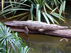  Crocodile  de Johnston