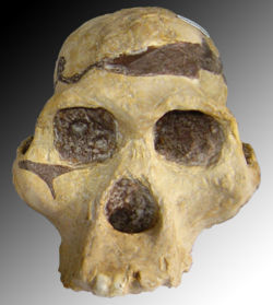  Australopithèque (Australopithecus)