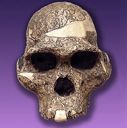  Crâne de « Mrs. Ples »