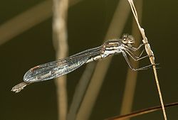  Austrolestes analis