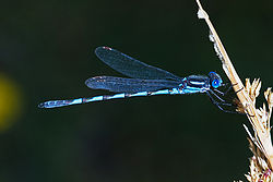  Austrolestes annulosus, mâle