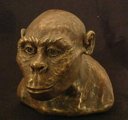  Australopithecus africanus