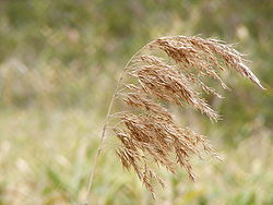  Austrostipa nodosa