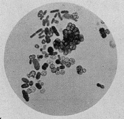 Azotobacter sp.