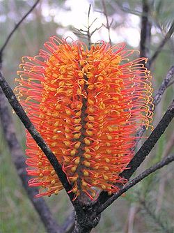  Inflorescence de Banksia ericifolia, espèce de la section  Banksia sect. Oncostylis