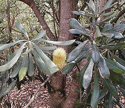  Banksia integrifolia subsp. compar