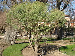 Baccharis halimifolia du Jardin des Plantes de Paris.