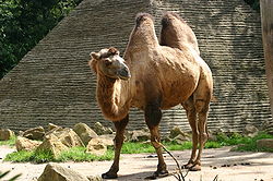  Chameau de Bactriane (Camelus bactrianus)