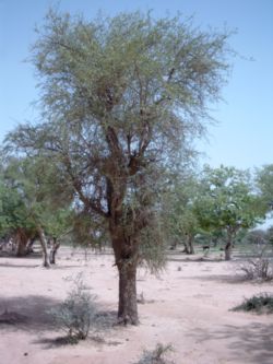  Balanites aegyptiaca   au Burkina Faso