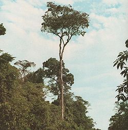  Balfourodendron riedelianum ou Guatambú