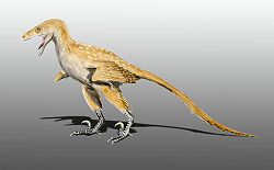  Bambiraptor (reconstitution)