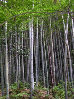  Forêt de bambous Moso (Phyllostachys edulis)