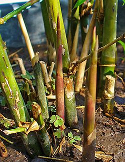  Bambusa arundinacea