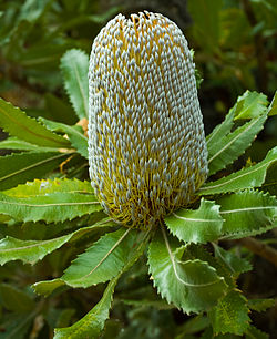  Banksia serrata