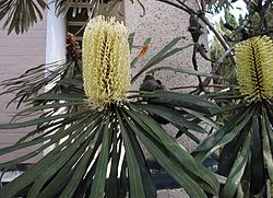  Banksia aquilonia