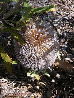  Inflorescence de Banksia baueri