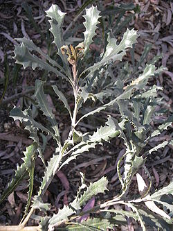  Feuillage de Banksia caleyi, appartenant à la série Tetragonae