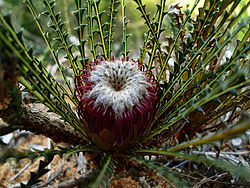  Banksia dallanneyi