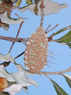  Banksia dentata