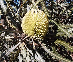  Banksia elegans