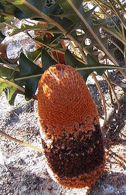  Banksia gardneri