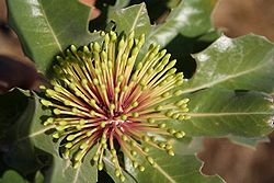 Banksia à feuilles de houx,  Banksia illicifolia, espèce du sous-genre  Banksia subg. Isostylis