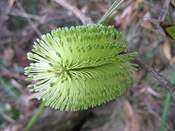  Inflorescence de Banksia integrifolia subsp. monticola