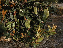  Banksia lemanniana