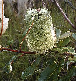  Banksia oblongifolia