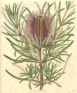  Banksia occidentalis