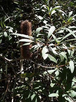  Banksia paludosa 