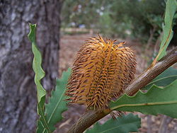  Banksia quercifolia
