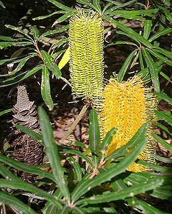  Banksia seminuda