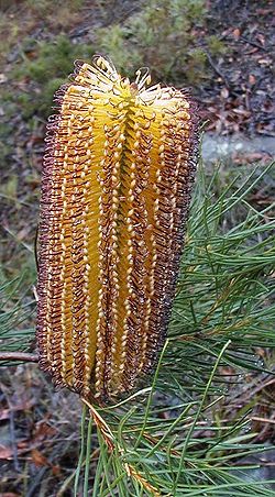  Banksia spinulosaa