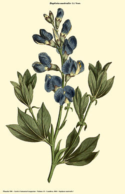 Baptsia australis