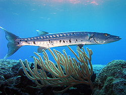  Sphyraena barracuda