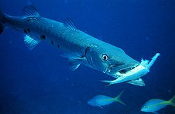  Barracuda (Sphyraena barracuda)